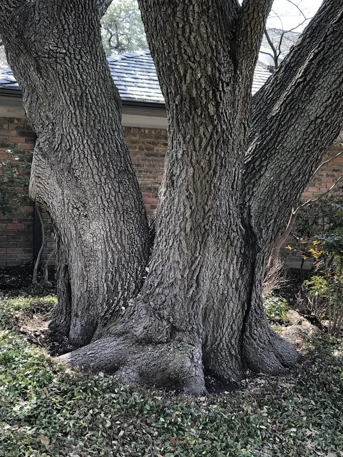 Mature heritage tree close to a Morris property cared for by certified arborists